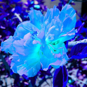 Meet your Posher, Alishba